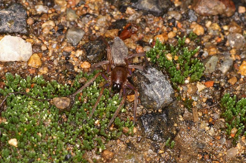 Clubiona_lutescens_D4883_Z_89_Les Gris_Frankrijk.jpg